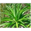 Buy Agave Desmetiana 'Smooth Agave' Online at Nursery Nisarga