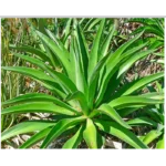 Buy Agave Desmetiana 'Smooth Agave' Online at Nursery Nisarga