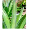 Buy Agave Desmetiana 'Smooth Agave' Online at Nursery Nisarga