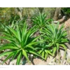 Buy Agave Desmetiana 'Smooth Agave' Online at Nursery Nisarga