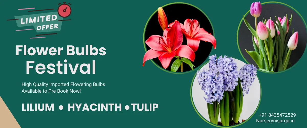 Flowering Bulbs , Tulip , Hyacinth , Asiatic Lily At Nursery Nisarga