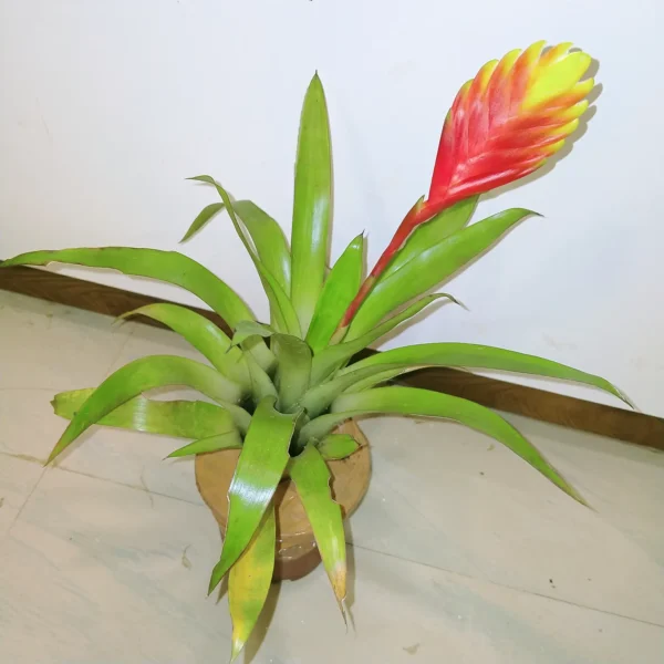 Buy Bromeliad Vriesea Splendens, Flaming Sword - Plant Onlie at Nursery Nisarga