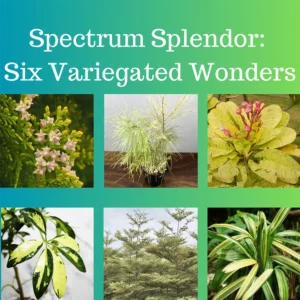 Buy Spectrum Splendor: Six Variegated Wonders plants at Nursery Nisarga