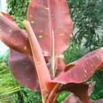 Buy Musa acuminata 'Siam Ruby' | Red Banana Tree Online at Nursery Nisarga Bhopal