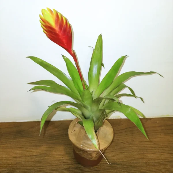 Buy Bromeliad Vriesea Splendens, Flaming Sword - Plant Onlie at Nursery Nisarga