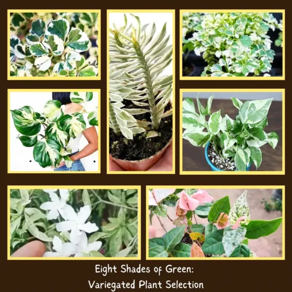 Buy seven Shades of Green: Variegated Plant Selection Online at Nursery Nisarga