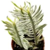 Buy Variegated Pedilanthus Backbone of Devil Plant online - Nursery Nisarga