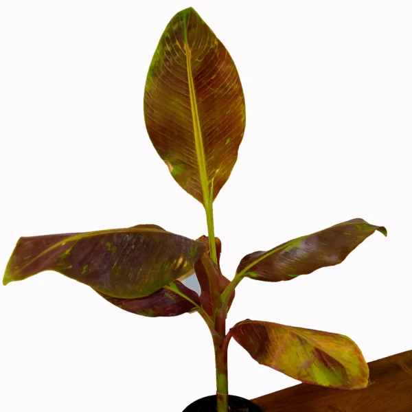 Buy Musa acuminata 'Siam Ruby' | Red Banana Tree Online at Nursery Nisarga Bhopal