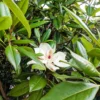 Buy White Magnolia grandiflora, Him Champa - Plant Online at Nursery Nisarga at Bhopal