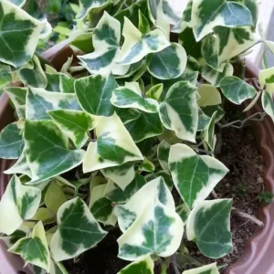Buy Variegated Wax Ivy Plant 'Senecio macroglossus Variegatus' Online at Nursery Nisarga
