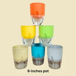 Buy Self Watering Pot - Multicolor 6" inch Pot Online at Nursery Nisarga