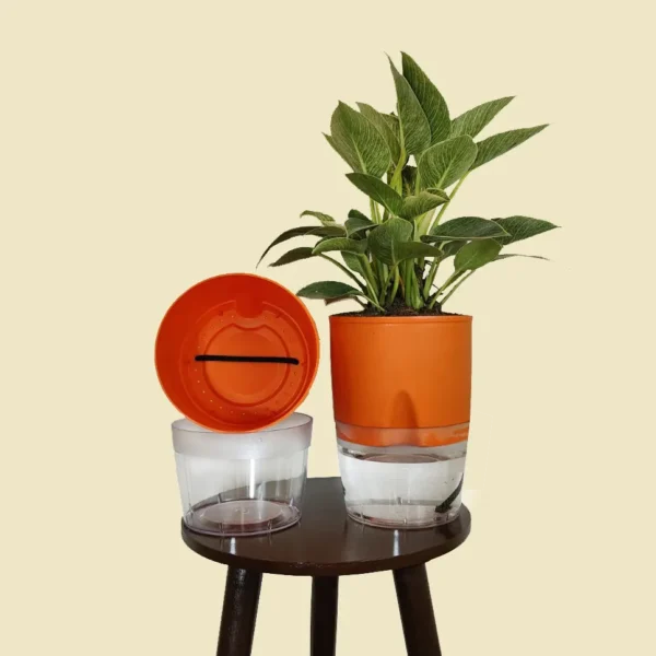 Buy Self Watering Pot - Multicolor 6" inch Pot Online at Nursery Nisarga