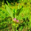 Buy Black Turmeric "Curcuma caesia" , kali haldi online at Nursery Nisarga