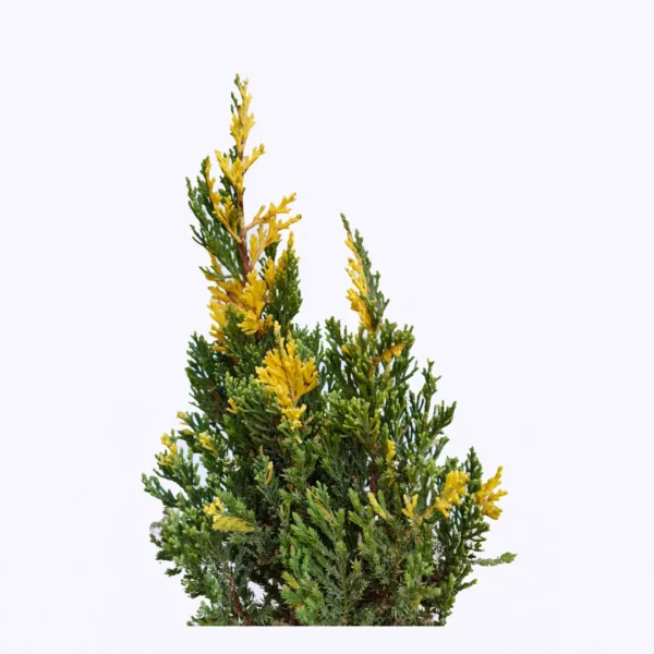 Buy Variegated Juniper (Juniperus procumbens 'Variegata') - Plant Online at Nursery Nisarga