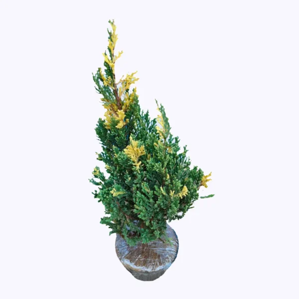 Buy Variegated Juniper (Juniperus procumbens 'Variegata') - Plant Online at Nursery Nisarga