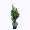 Buy Variegated Juniper (Juniperus procumbens 'Variegata') - Plant Online at Nursery Nisarga