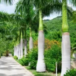 Buy Royal Bottle Palm (Roystonea regia) - Plant Online at Nursery Nisarga