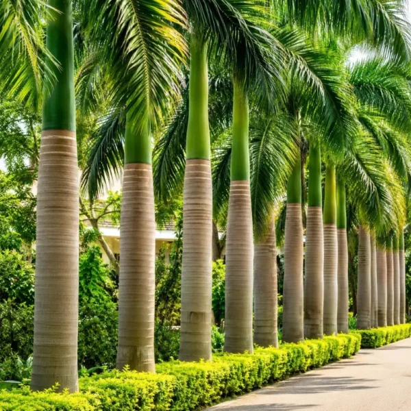 Buy Royal Bottle Palm (Roystonea regia) - Plant Online at Nursery Nisarga
