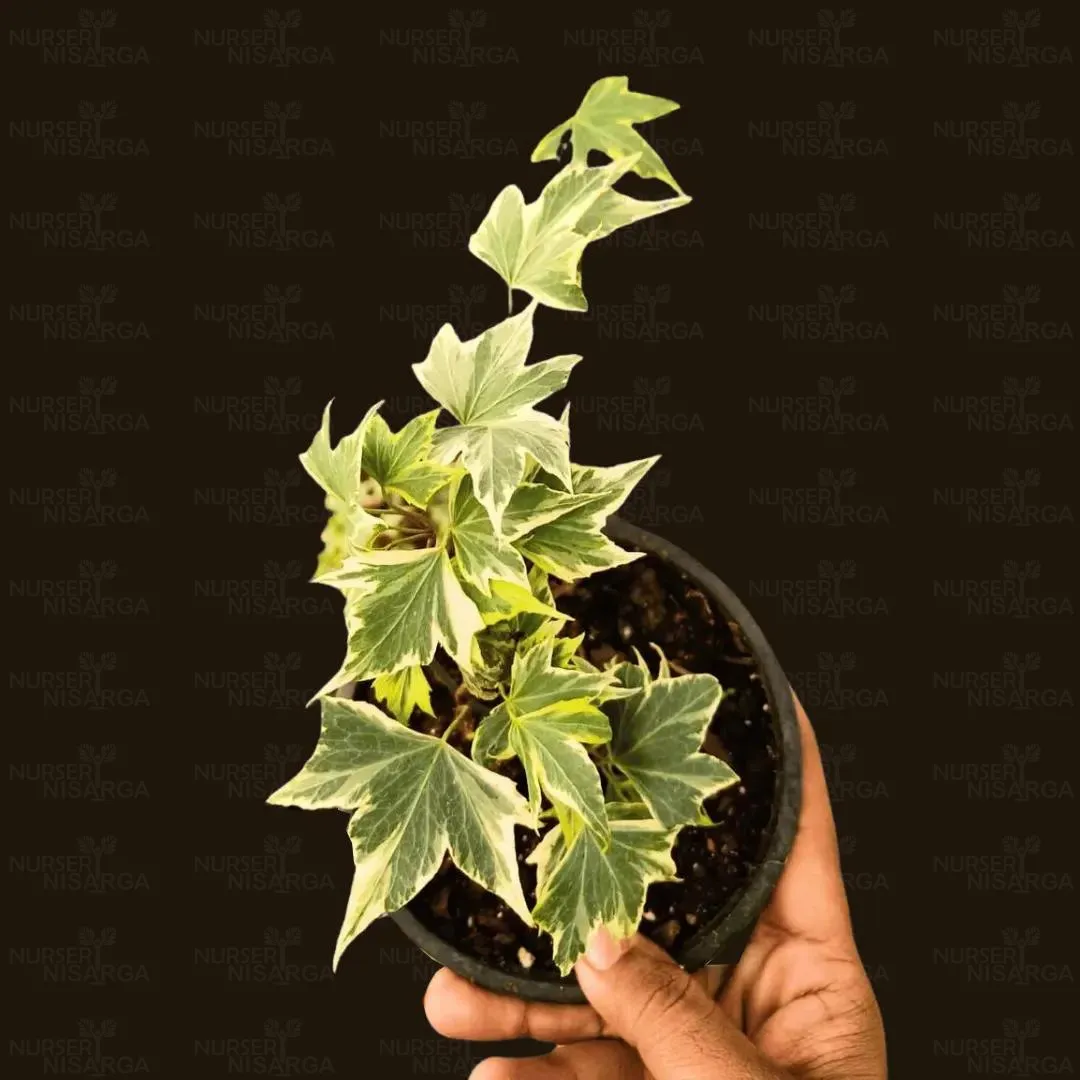 Maple Ivy Plant - Variegated, available at Nursery Nisarga Bhopal