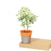 Buy Aralia Super White (Polyscias cofrutisa) Nursery Nisarga