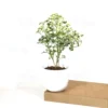 Buy Aralia Super White (Polyscias cofrutisa) Nursery Nisarga