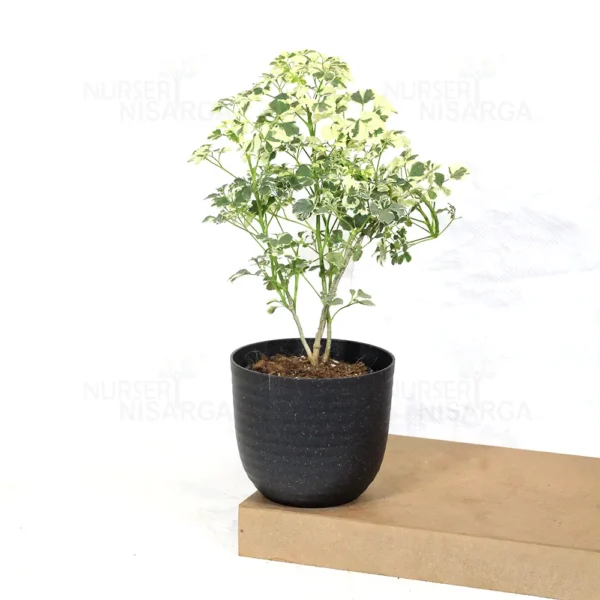 Buy Aralia Super White (Polyscias cofrutisa) Nursery Nisarga