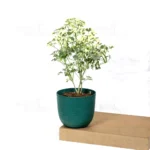 Buy Aralia Super White (Polyscias cofrutisa) Nursery Nisarga