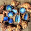 Buy Black Turmeric "Curcuma caesia" , kali haldi online at Nursery Nisarga