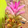 Buy Black Turmeric "Curcuma caesia" , kali haldi online at Nursery Nisarga