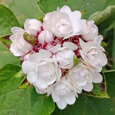 Buy Hazari Mogra, Clerodendrum Chinense - White Flowering Plant Online at Nursery Nisarga