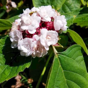 Buy Hazari Mogra, Clerodendrum Chinense - White Flowering Plant Online at Nursery Nisarga