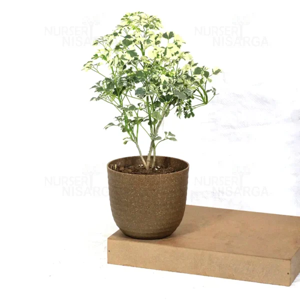 Buy Aralia Super White (Polyscias cofrutisa) Nursery Nisarga