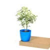 Buy Aralia Super White (Polyscias cofrutisa) Nursery Nisarga