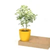 Buy Aralia Super White (Polyscias cofrutisa) Nursery Nisarga