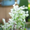 Buy Variegated Snow Bush "Breynia Nivosa" Online at Nursery Nisarga