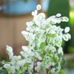 Buy Variegated Snow Bush "Breynia Nivosa" Online at Nursery Nisarga