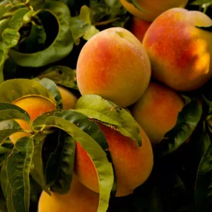 Buy Peach plant with juicy fruit online at Nursery Nisarga