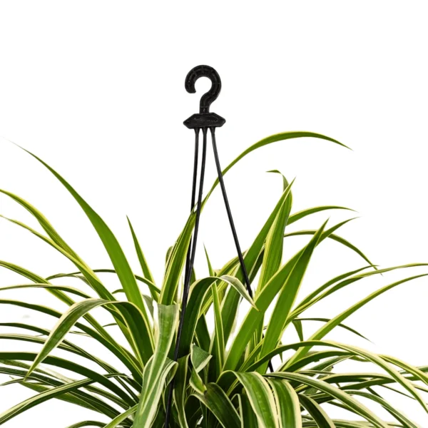 Buy Chlorophytum Comosum (Spider Plant) With Hanging Pot Online at Nursery Nisarga