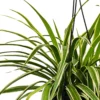 Buy Chlorophytum Comosum (Spider Plant) With Hanging Pot Online at Nursery Nisarga