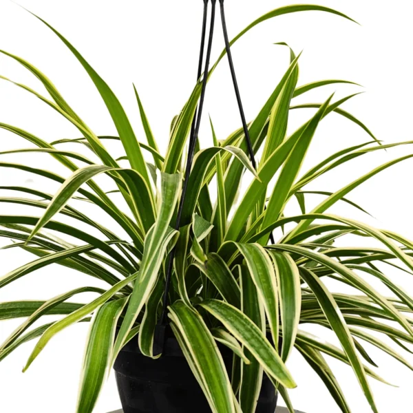 Buy Chlorophytum Comosum (Spider Plant) With Hanging Pot Online at Nursery Nisarga