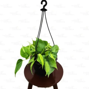 Buy Philodendron Brasil Pothos With Hanging Pot Online at Nursery Nisarga