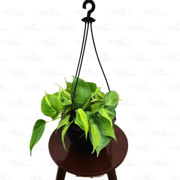 Buy Philodendron Brasil Pothos With Hanging Pot Online at Nursery Nisarga