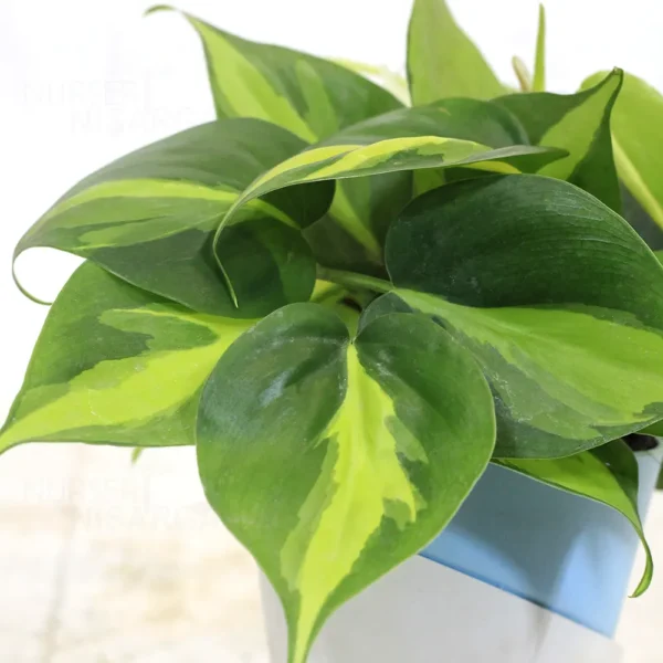 Buy Philodendron Brasil Pothos - Plant From Nursery Nisarga