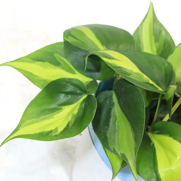 Buy Philodendron Brasil Pothos - Plant From Nursery Nisarga