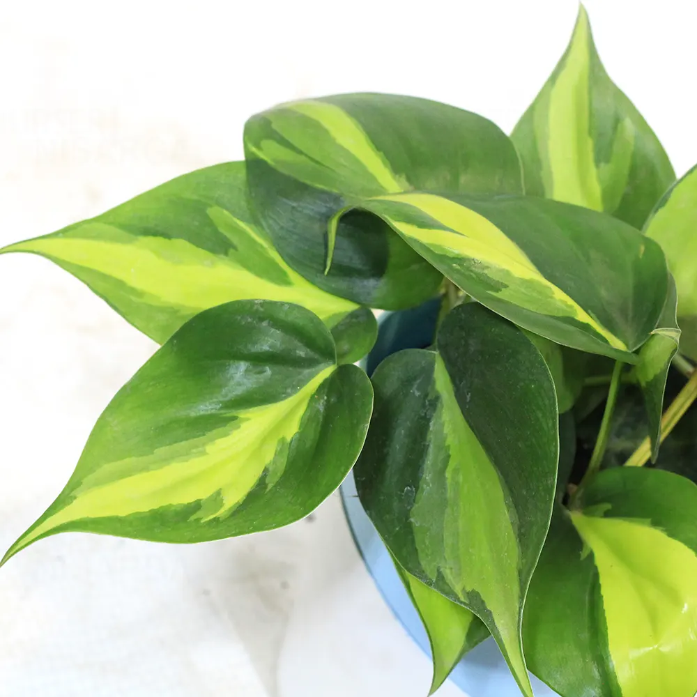 Philodendron Brasil Pothos