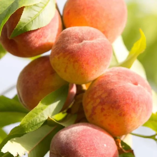 Buy Grafted Peach, (Prunus persica) Aadu - plant from Nursery Nisarga