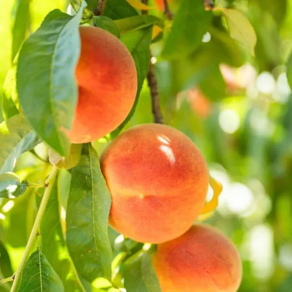 Buy Grafted Peach, (Prunus persica) Aadu - plant from Nursery Nisarga