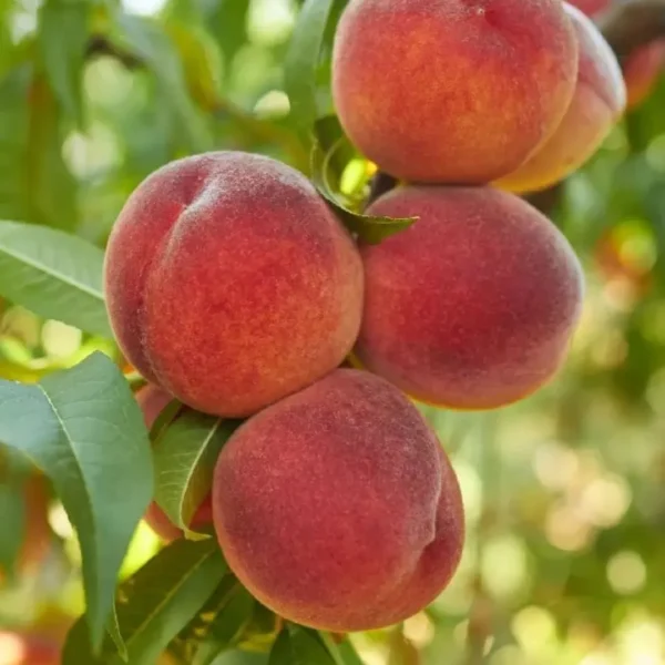 Buy Grafted Peach, (Prunus persica) Aadu - plant from Nursery Nisarga