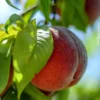 Buy Grafted Peach, (Prunus persica) Aadu - plant from Nursery Nisarga