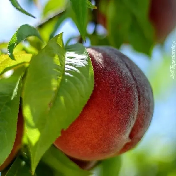 Buy Grafted Peach, (Prunus persica) Aadu - plant from Nursery Nisarga